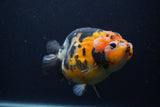 Milk Cow Ranchu  Calico 5 Inch (ID#0107R10c-101) Free2Day SHIPPING