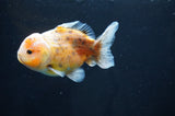 Yuan Bao Oranda  Calico 3.5 Inch (ID#415Yb10b-48) Free2Day SHIPPING