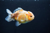 Yuan Bao Oranda  Calico 3.5 Inch (ID#415Yb10b-48) Free2Day SHIPPING