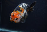 Milk Cow Ranchu  Calico 5 Inch (ID#0107R10c-101) Free2Day SHIPPING