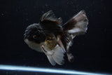 Thai Oranda  Panda 6 Inch (ID#1220To6b-89)