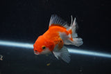 Juvenile Thai Oranda  Red White 3.5 Inch (ID#1210To12c-95) Free2Day SHIPPING