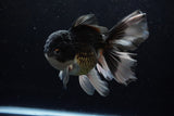 Thai Oranda  Panda 6 Inch (ID#1220To6b-89)