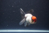 Thai Oranda  Tricolor 3.5 Inch (ID#1108To2a-71) Free2Day SHIPPING