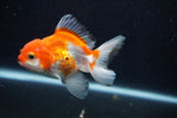 Juvenile Thai Oranda  Red White 3.5 Inch (ID#1210To12c-95) Free2Day SHIPPING