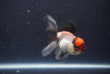 Thai Oranda  Tricolor 3.5 Inch (ID#1108To2a-71) Free2Day SHIPPING