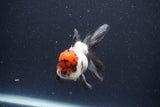 Thai Oranda  Tricolor 3.5 Inch (ID#1108To2a-71) Free2Day SHIPPING