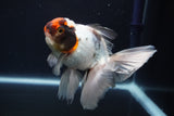 Thai Oranda  Tricolor 5 Inch (ID#924To12c-71)