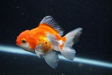 Juvenile Thai Oranda  Red White 3.5 Inch (ID#1210To12c-95) Free2Day SHIPPING