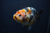 Milk Cow Ranchu  Calico 5 Inch (ID#0107R10c-101) Free2Day SHIPPING