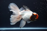 Thai Oranda  Tricolor 5 Inch (ID#924To13c-71)