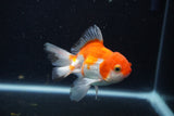 Juvenile Thai Oranda  Red White 3.5 Inch (ID#1210To12c-95) Free2Day SHIPPING