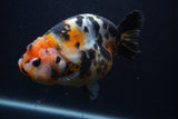 Milk Cow Ranchu  Calico 5 Inch (ID#0107R10c-101) Free2Day SHIPPING