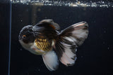 Thai Oranda  Panda 6 Inch (ID#1220To6b-89)