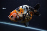 Milk Cow Ranchu  Calico 5 Inch (ID#0107R10c-101) Free2Day SHIPPING