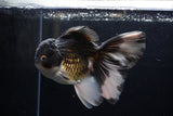 Thai Oranda  Panda 6 Inch (ID#1220To6b-89)