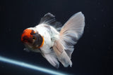 Thai Oranda  Tricolor 5 Inch (ID#924To13c-71)