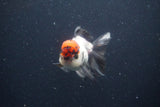 Thai Oranda  Tricolor 3.5 Inch (ID#1108To2a-71) Free2Day SHIPPING