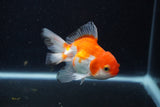 Juvenile Thai Oranda  Red White 3.5 Inch (ID#1210To12c-95) Free2Day SHIPPING