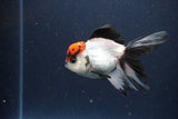 Thai Oranda  Tricolor 3.5 Inch (ID#1108To2a-71) Free2Day SHIPPING