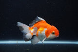 Juvenile Thai Oranda  Red White 3.5 Inch (ID#1210To12c-95) Free2Day SHIPPING