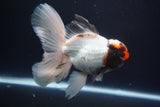 Thai Oranda  Tricolor 5 Inch (ID#924To13c-71)