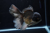 Thai Oranda  Panda 6 Inch (ID#1220To6b-89)