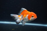 Juvenile Thai Oranda  Red White 3.5 Inch (ID#1210To12c-95) Free2Day SHIPPING