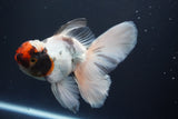 Thai Oranda  Tricolor 5 Inch (ID#924To12c-71)