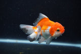 Juvenile Thai Oranda  Red White 3.5 Inch (ID#1210To12c-95) Free2Day SHIPPING