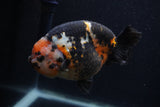 Milk Cow Ranchu  Calico 5 Inch (ID#0107R10c-102) Free2Day SHIPPING