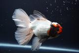 Thai Oranda  Tricolor 5 Inch (ID#924To12c-71)