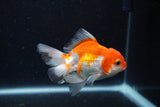 Juvenile Thai Oranda  Red White 3.5 Inch (ID#1210To12c-95) Free2Day SHIPPING