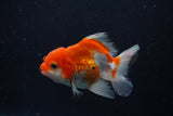 Juvenile Thai Oranda  Red White 3.5 Inch (ID#1210To12c-95) Free2Day SHIPPING