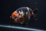 Milk Cow Ranchu  Calico 5 Inch (ID#0107R10c-102) Free2Day SHIPPING