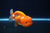 Juvenile Lionchu  Red White 3 Inch (ID#307R11a-14) Free2Day SHIPPING