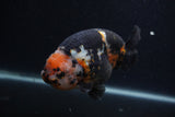 Milk Cow Ranchu  Calico 5 Inch (ID#0107R10c-102) Free2Day SHIPPING