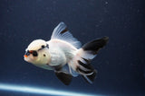 Thai Oranda  Panda 4 Inch (ID#1108To2a-72) Free2Day SHIPPING