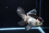 Thai Oranda  Tricolor 5.5 Inch (ID#1220To6b-90)