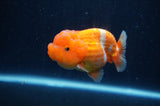 Juvenile Lionchu  Red White 3 Inch (ID#307R11a-14) Free2Day SHIPPING