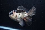 Thai Oranda  Tricolor 5.5 Inch (ID#1220To6b-90)