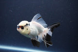 Thai Oranda  Panda 4 Inch (ID#1108To2a-72) Free2Day SHIPPING