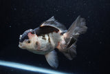 Thai Oranda  Tricolor 5.5 Inch (ID#1220To6b-90)