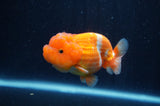Juvenile Lionchu  Red White 3 Inch (ID#307R11a-14) Free2Day SHIPPING