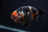 Milk Cow Ranchu  Calico 5 Inch (ID#0107R10c-102) Free2Day SHIPPING