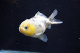 Yuan Bao Oranda  Calico 3.5 Inch (ID#415Yb10b-50) Free2Day SHIPPING