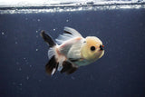 Thai Oranda  Panda 4 Inch (ID#1108To2a-72) Free2Day SHIPPING