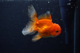 Juvenile Thai Oranda  Red White 3.5 Inch (ID#1206To12c-95) Free2Day SHIPPING