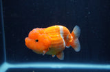 Juvenile Lionchu  Red White 3 Inch (ID#307R11a-14) Free2Day SHIPPING