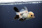 Thai Oranda  Panda 4 Inch (ID#1108To2a-72) Free2Day SHIPPING